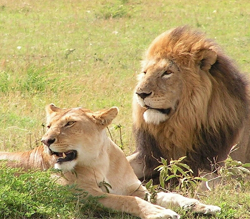 Lion Safari in Murchison Falls National Park