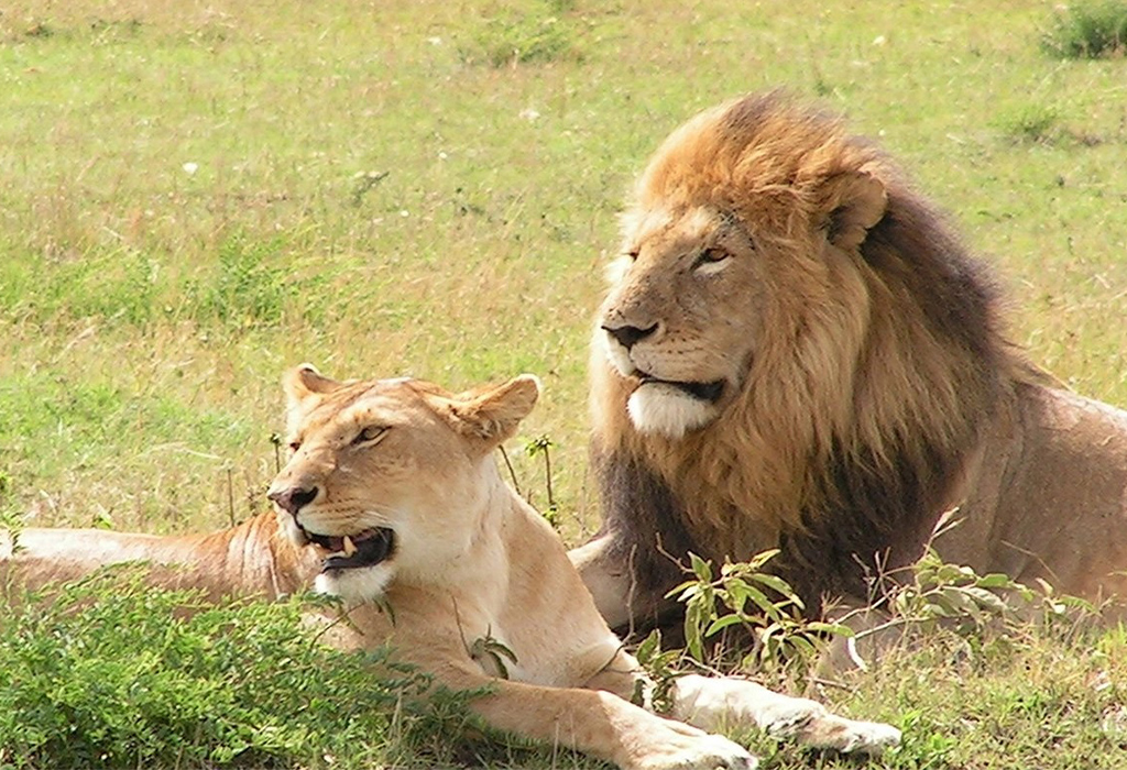 Lion Safari in Murchison Falls National Park