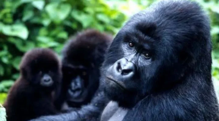 How Seasons Affect Gorilla Trekking in Uganda