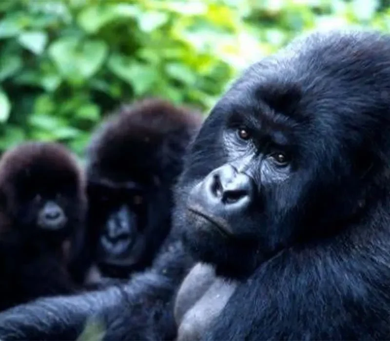 How Seasons Affect Gorilla Trekking in Uganda