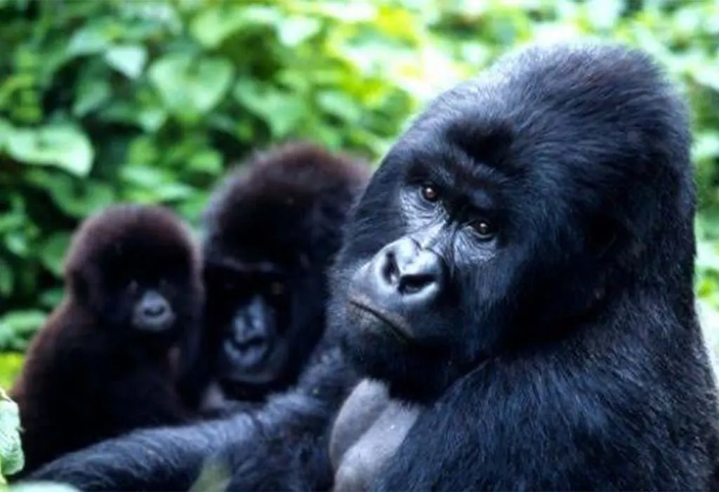 How Seasons Affect Gorilla Trekking in Uganda