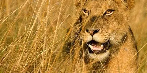 6-Day Uganda and Tanzania Safari.