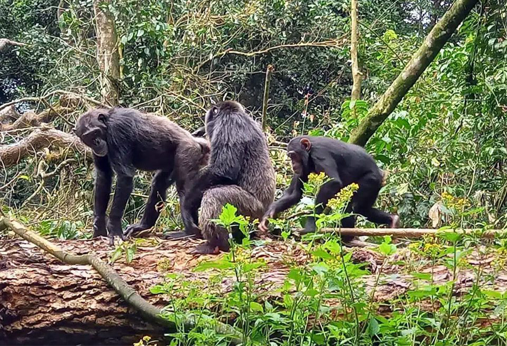 Kyambura Gorge Chimpanzee Tracking in Uganda