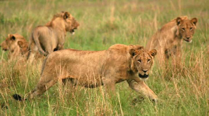When Is the Best Time to Visit Uganda to See Lions?
