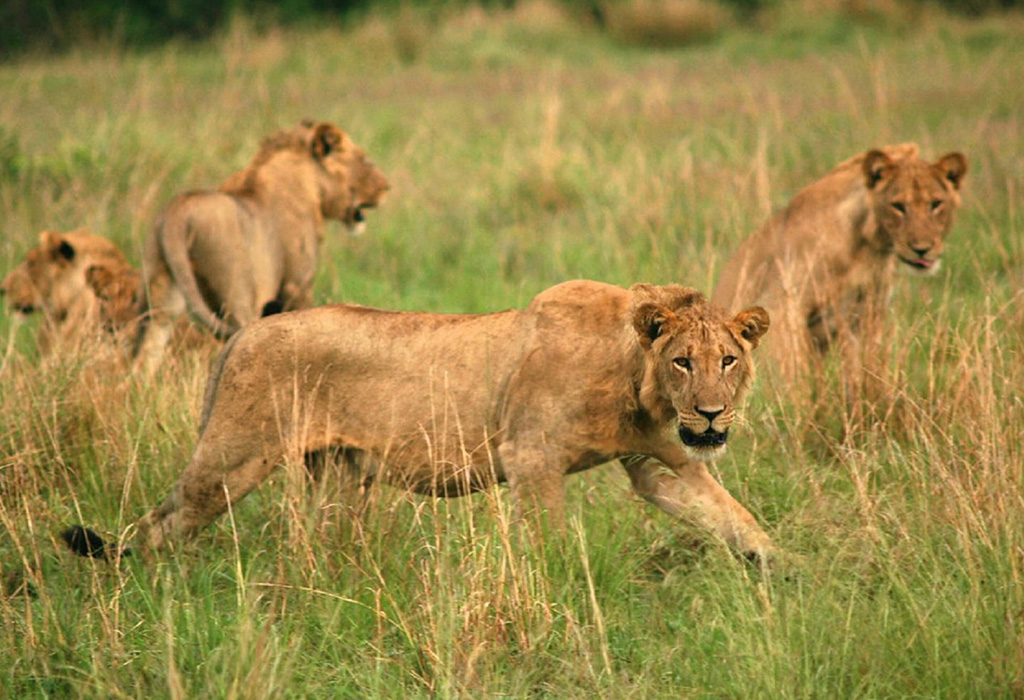 When Is the Best Time to Visit Uganda to See Lions?