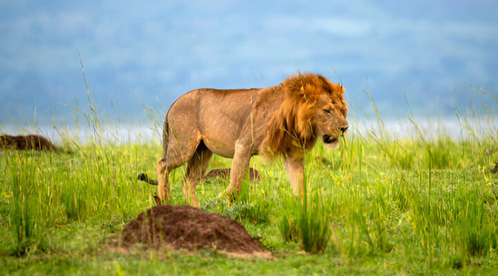 What Is the Best Destination for a Wildlife Safari in Uganda?