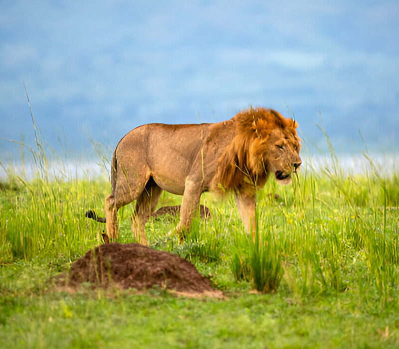 What Is the Best Destination for a Wildlife Safari in Uganda?