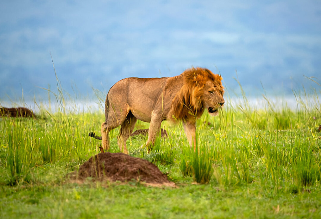 What Is the Best Destination for a Wildlife Safari in Uganda?